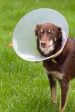 Pet Cone 47-66cm Neck Circumference Discount