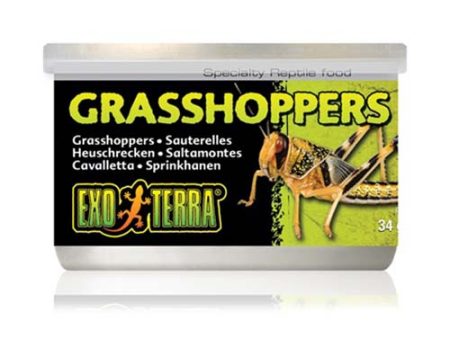 Exo Terra Grasshoppers 34g Fashion